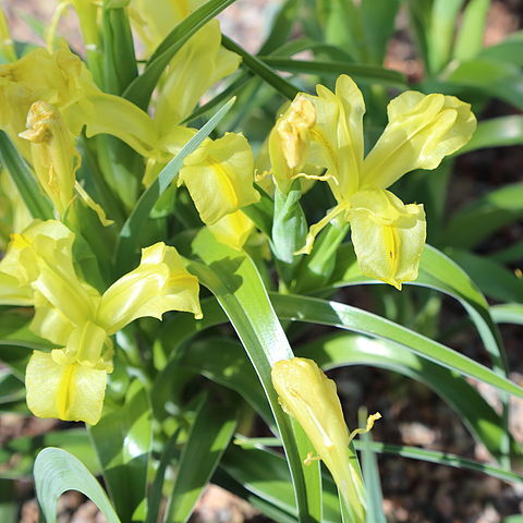 Iris maracandica unspecified picture