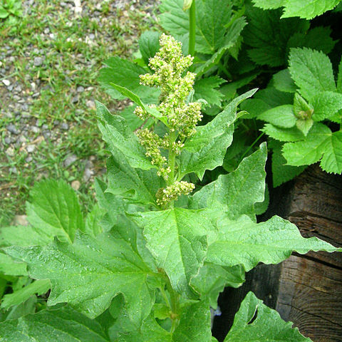 Chenopodium bonus-henricus unspecified picture