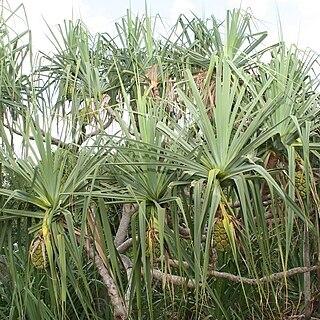 Pandanus solms-laubachii unspecified picture