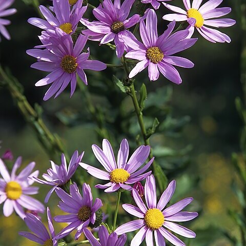 Senecio glastifolius unspecified picture