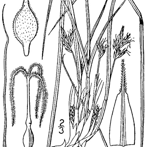 Carex nigromarginata unspecified picture