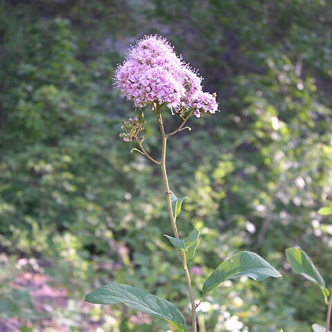 Spiraea x pyramidata unspecified picture