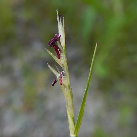 Sporobolus vaginiflorus unspecified picture