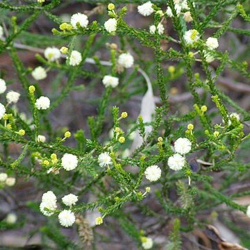 Acacia brunioides unspecified picture