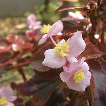 Begonia sparreana unspecified picture