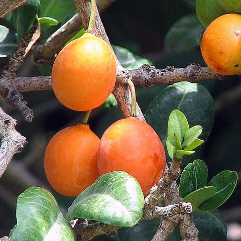 Garcinia livingstonei unspecified picture