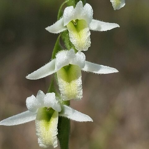 Spiranthes longilabris unspecified picture