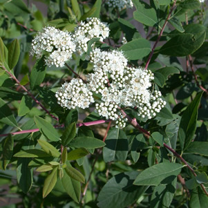 Spiraea virginiana unspecified picture