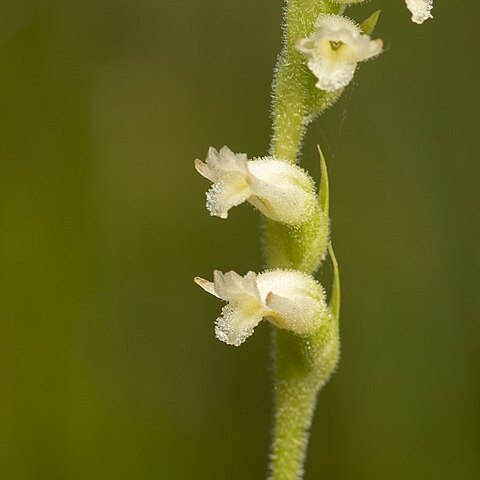 Spiranthes laciniata unspecified picture