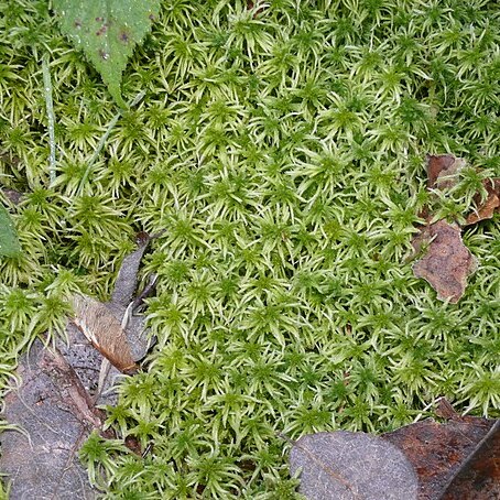 Sphagnum girgensohnii unspecified picture