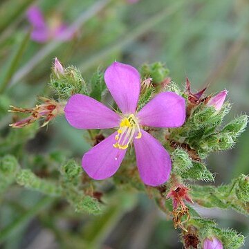 Microlicia insignis unspecified picture