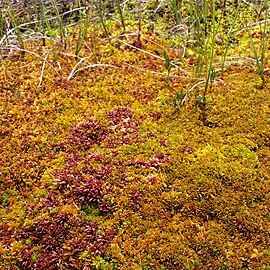 Sphagnum lindbergii unspecified picture