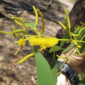 Acacia difficilis unspecified picture