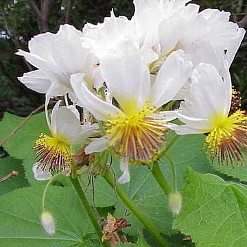 Sparrmannia unspecified picture