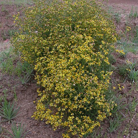 Senecio invalidus unspecified picture