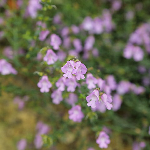 Prostanthera denticulata unspecified picture