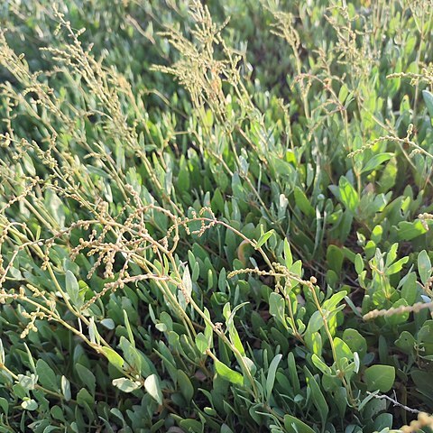 Atriplex verrucifera unspecified picture