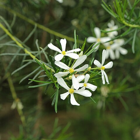 Ricinocarpos tuberculatus unspecified picture