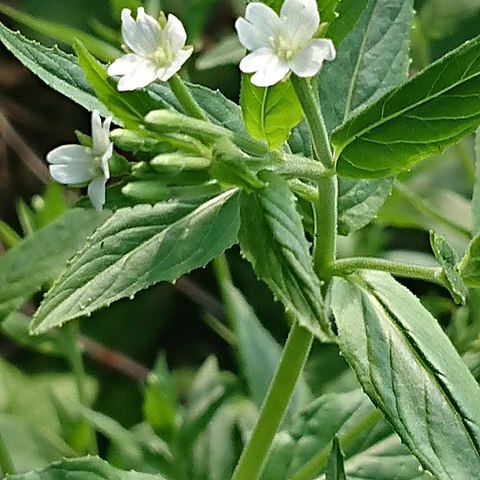 Epilobium pseudorubescens unspecified picture