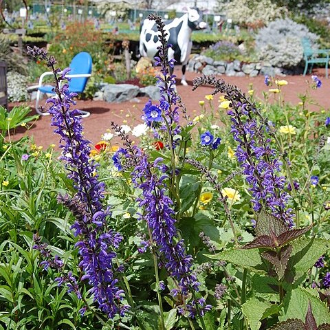 Salvia transsilvanica unspecified picture