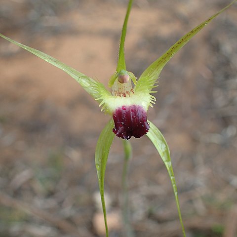 Caladenia infundibularis unspecified picture