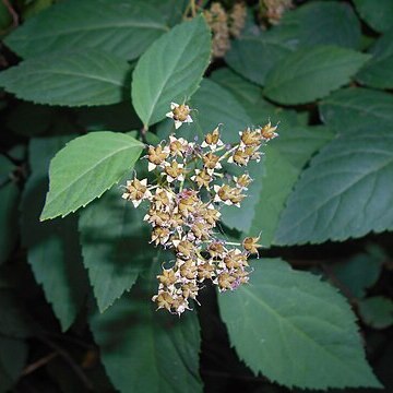 Spiraea miyabei unspecified picture