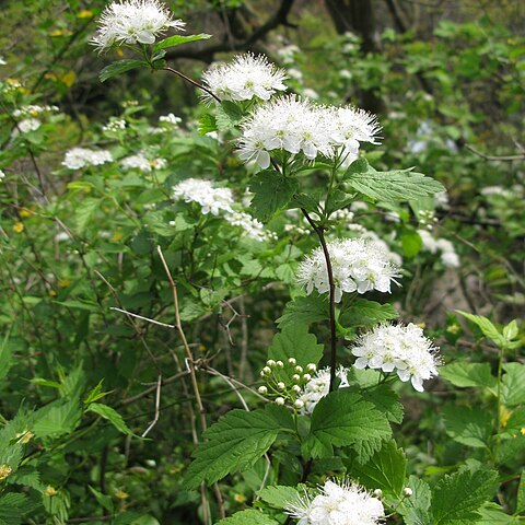 Spiraea chamaedryfolia var. pilosa unspecified picture