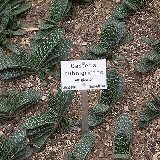 Gasteria brachyphylla var. brachyphylla unspecified picture