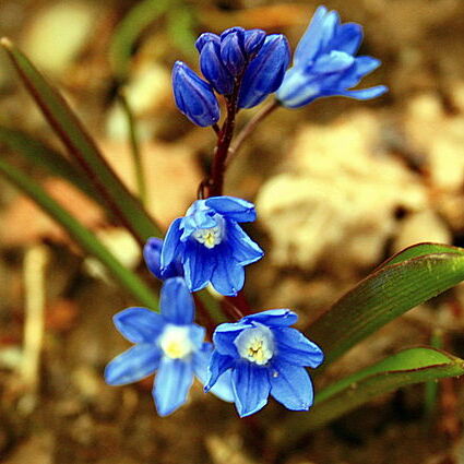 Scilla sardensis unspecified picture