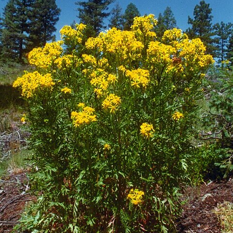 Senecio eremophilus unspecified picture