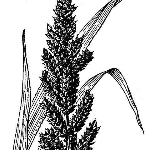 Echinochloa frumentacea unspecified picture