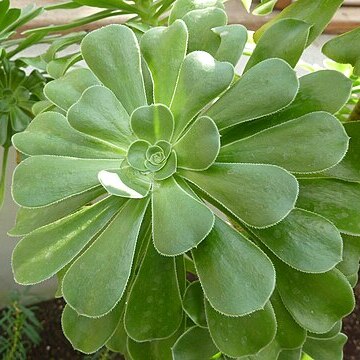 Aeonium arboreum subsp. korneliuslemsii unspecified picture