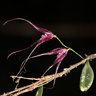 Trichosalpinx chamaelepanthes unspecified picture