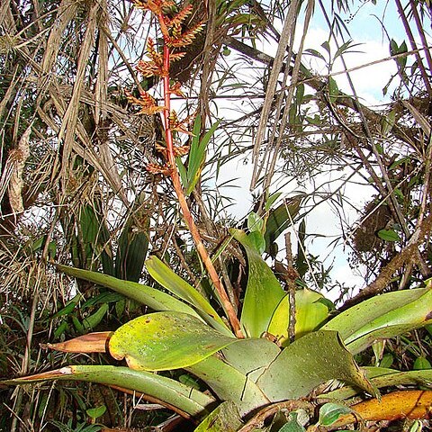 Guzmania undulatobracteata unspecified picture