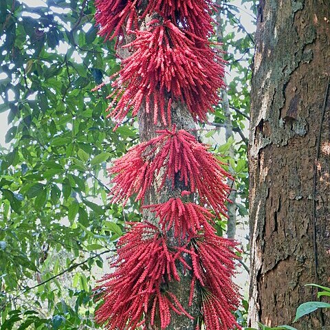 Baccaurea courtallensis unspecified picture