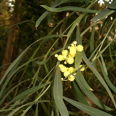 Acacia rostellifera unspecified picture