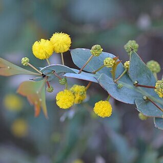 Acacia glaucoptera unspecified picture