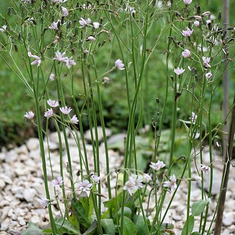 Crepis froelichiana subsp. dinarica unspecified picture