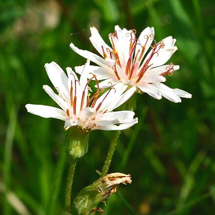 Crepis froelichiana unspecified picture