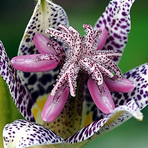 Tricyrtis hirta var. hirta unspecified picture