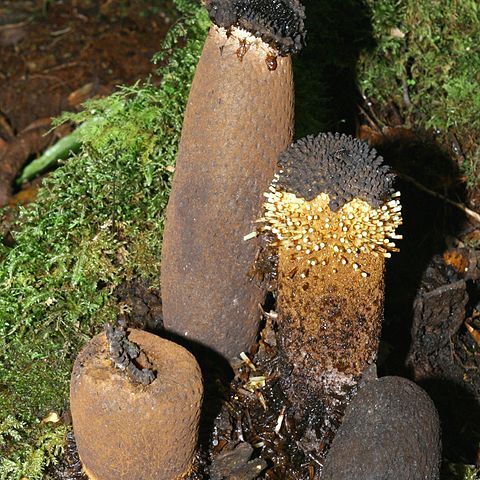 Rhopalocnemis phalloides unspecified picture