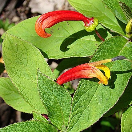 Centropogon grandidentatus unspecified picture