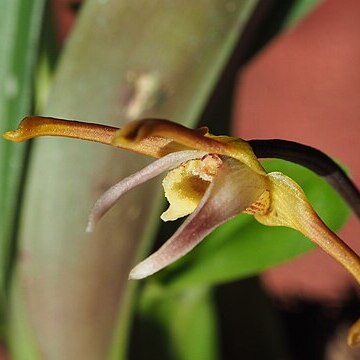 Maxillaria pseudoreichenheimiana unspecified picture