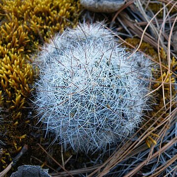 Mammillaria deherdtiana subsp. dodsonii unspecified picture