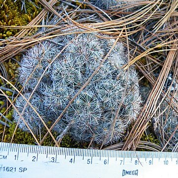 Mammillaria deherdtiana subsp. dodsonii unspecified picture