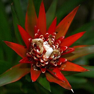 Guzmania fuerstenbergiana unspecified picture