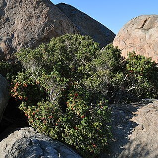 Myrcianthes coquimbensis unspecified picture