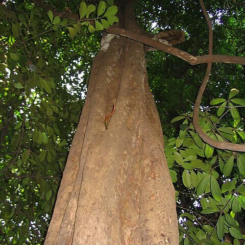 Terminalia subspathulata unspecified picture