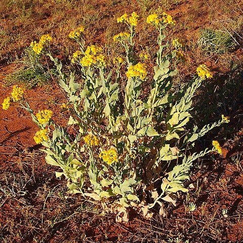 Senecio magnificus unspecified picture