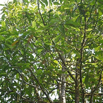 Semecarpus kathalekanensis unspecified picture